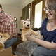 Illustration for article titled This Site Will Turn Your Rescue Dog Into a Free Plush Toy, If Youre Lucky